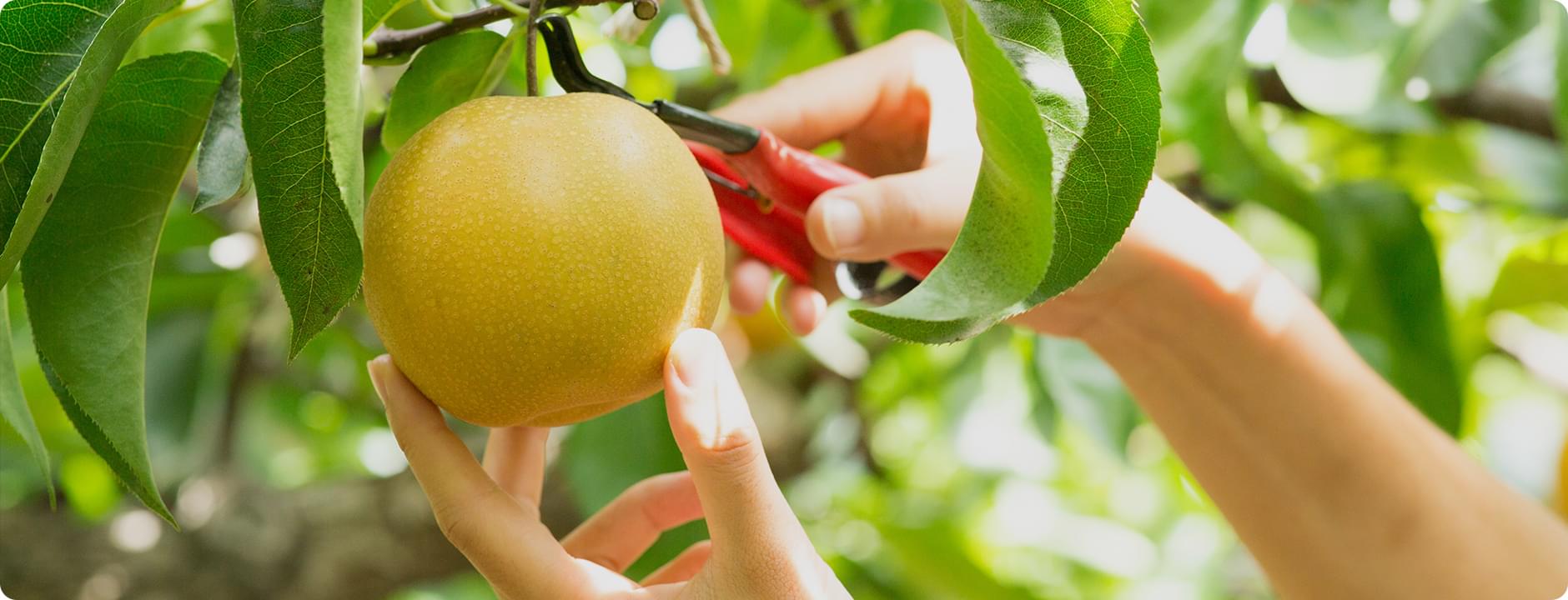 夏の日差しをたっぷり浴びた完熟の甘い梨を、農家直送でお届けします。