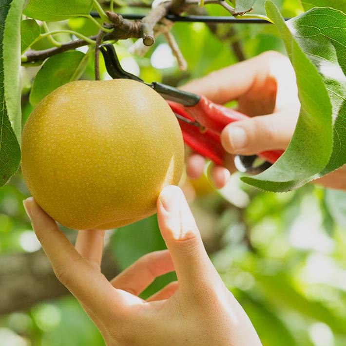 夏の日差しをたっぷり浴びた完熟の甘い梨を、農家直送でお届けします。